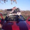 Роман, 32, г.Лысково Роман, 32, г.Лысково