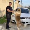 Elcin, 34, г.Баку Elcin, 34, г.Баку