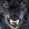 CryingWolf, 31, г.Хадера CryingWolf, 31, г.Хадера
